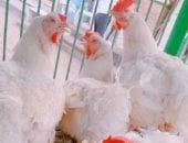 كيلو الفراخ بكام؟.. أسعار الدواجن بكفر الشيخ الإثنين 20 أبريل 2026