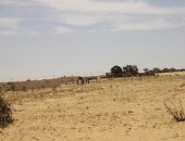 حالة الطقس اليوم فى شمال سيناء.. جو ربيعى متقلب نسبيا