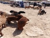 بشاير عيد الأضحى.. رواج فى سوق الماعز والخراف بأسوان.. فيديو