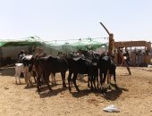 انخفاض أسعار ماشية التسمين بأسوان وإقبال على شراء الأضاحي.. صور