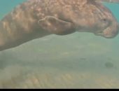 العثور على حيوان دوجونج صغير فى المياه الضحلة بالقرب من شواطئ سفاجا.. فيديو