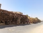 نهاية الموسم.. شاهد توريد محصول القصب فى أسوان