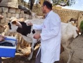 "الطب البيطرى" بالإسكندرية تنظم حملة لرش الماشية ضد الطفليات اليوم