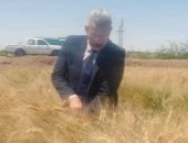 الذهب الأصفر يتلألأ.. 42 موقعا تخزينيا للقمح بالمنيا بسعة 465 ألف طن.. صور