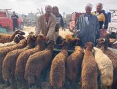 قبل عيد الأضحى.. احذر الذبح بالشارع عقوبته تصل للحبس سنة