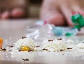 طرق طبيعية وآمنة للتخلص من النمل.. استعدى لأشهر مشكلة فى الصيف