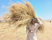 سلة غلال مصر.. شاهد حصاد القمح الذهب الأصفر من قلب غيطان الشرقية.. فيديو وصور