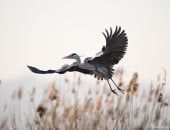 الطيور المهاجرة ترسم لوحات بديعة من صنع الطبيعة في الصين