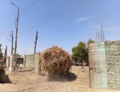 فى ختام موسم التوريد.. القصب يتدفق على مصنع سكر إدفو بأسوان.. فيديو