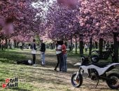 زهور الربيع تزين حدائق ألمانيا.. اللون الوردى يغمر شوارع مدينة برلين 