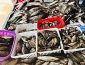 البلطى بكام؟...أسعار الأسماك بكفر الشيخ الأربعاء 22 أبريل 2026