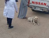 تحصين كلاب ضد السعار بحى شرق سوهاج ضمن خطة السيطرة على الحيوانات الضالة