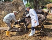 استراتيجية حماية الثروة الحيوانية.. كيف تؤمن مصر ثروتها الغذائية من اللحوم والألبان؟.. حملات تجوب جميع القرى والنجوع لتحصين نحو 4 ملايين رأس ماشية لصغار المربين.. وتخصيص خط ساخن للإبلاغ عن أي اشتباه وبائي