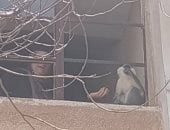 تفاصيل البحث عن القرد الهارب من حديقة خاصة بمدينة السادات بمحافظة المنوفية