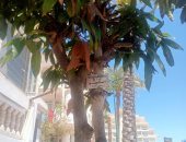 رأس البر تنفذ منظومة تكويد الأشجار  