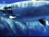 تلوث خفى فى المياه.. مخلفات الكوكايين تُربك سلوك السلمون وتهدد توازن الطبيعة