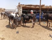 من سوق بوير قبل الزحام وارتفاع الأسعار.. أفضل توقيت لشراء الأضاحى بأسوان.. فيديو