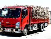 محصول تصديرى هام.. انطلاق حصاد البصل بغيطان الشرقية