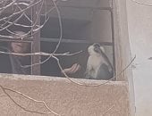 لسة بيتنطط.. إعادة البحث عن القرد الهارب من حديقة خاصة فى المنوفية