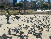 أجواء مبهجة لتجمع مئات الحمام فى ساحة الحمام بـ محافظة بورسعيد.. فيديووصور