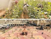 سيناء فى قلب الدولة.. أكثر من 500 مشروع تنموى انتهت منها «الإسكان» خلال 12 عاما.. محور 30 يونيو الحر والصوب الزراعية وتطوير التجلى الأعظم بسانت كاترين.. محاور طرق تتخطى 1100 كيلومتر.. مشروعات خدمية وتعليمية