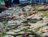 البحر واحد والسمك ألوان.. زحام داخل سوق الأسماك ببورسعيد.. فيديو وصور