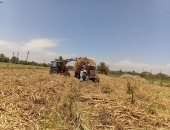 شاهد حصاد وتوريد محصول القصب بأسوان.. مباشر