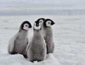 اليوم العالمى للبطريق.. 4 معلومات لا تعرفها عن الطائر