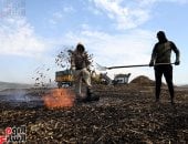 من الحقول إلى الموائد.. رحلة إنتاج الفريكة في الضفة الغربية بفلسطين