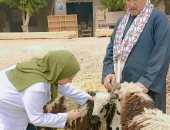 تحصين أكثر من 175000 رأس ماشية ضد مرض الجلد العقدى فى سوهاج
