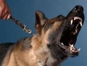 القبض على المتهمين باستدراج طالب وتهديده بكلب في بولاق الدكرور