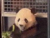 أسدا قصر النيل والباندا يخطفان الأنظار داخل حديقة حيوان واشنطن.. فيديو