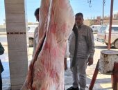 ‎حملة مكبرة تضبط كميات من البتلو وذبح خارج المجازر في البحيرة