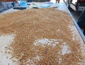 سلة غلال مصر تستقبل الذهب الأصفر.. توريد القمح داخل صوامع الشرقية