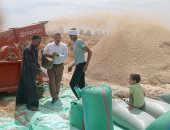 رحلة الذهب الأصفر من الزراعة إلى الشون والصوامع بالمنيا.. انطلاق موسم الحصاد وسط فرحة المزارعين.. وكيل وزارة الزراعة: زيادة المساحة المزروعة هذا العام من القمح.. تخصيص 42 موقعًا تخزينيًا لاستقبال المحصول