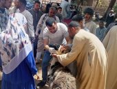 بيطري سوهاج يسلم 850 رأس أغنام للمستفيدين بقرى أخميم والمراغة وطهطا وساقلتة
