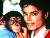 بعد سنوات مع مايكل جاكسون.. الشمبانزى "بابلز" يعيش حياة هادئة بعيدا عن الأضواء