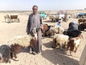 بشاير عيد الأضحى أسعار الأضاحي في سوق الخراف بأسوان اليوم.. فيديو