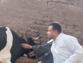 كيف تهزم الرقابة البيطرية بكتيريا السل؟