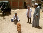 بيطرى الأقصر تشكل لجان لتحصين الكلاب الحرة من السعار بالمناطق الأثرية والميادين.. صور