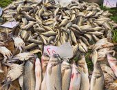 تعرف على أسعار الأسماك اليوم فى الإسماعيلية.. فيديو