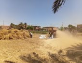 موسم الخير.. حصاد القمح فى أسوان.. فيديو