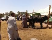 لو هتضحى السنة دى.. اعرف أسعار الأضاحى فى أسوان «فيديو»