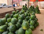 أحمر يا بطيخ.. بدء انتشار الشوادر بسوق الجملة في طنطا