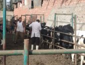 تحصين 40 ألف و200 رأس ماشية ضد الحمى القلاعية والوادى المتصدع فى بنى سويف