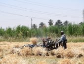 10 معلومات عن القمح المحلي بأسوان.. توريد 600 ألف طن أبرزها