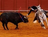 كواليس مصارعة الثيران من فرنسا إلى إسبانيا 