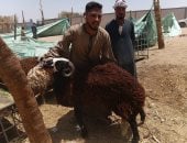 تبدأ من 4000 جنيه.. أسعار الأضاحى داخل سوق الخميس بأسوان «صور»