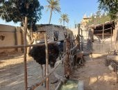 بيزنس النعام بالشرقية من البيضة لصينية الكفتة واللحمة.. فيديو