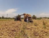 أطنان السكر بمصانع كوم أمبو وإدفو بفضل سواعد مزارعي القصب بأسوان
